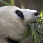 Panda-Monium: China's Gift of Pandas to San Diego Zoo Sparks Diplomatic Flurry