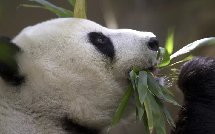 Panda-Monium: China's Gift of Pandas to San Diego Zoo Sparks Diplomatic Flurry