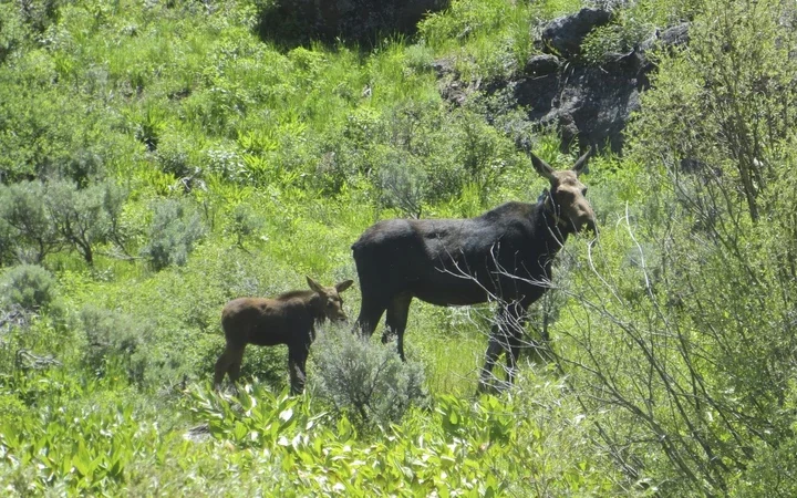 Shrinking the Scope: Nevada's Surprising Moose Hunt