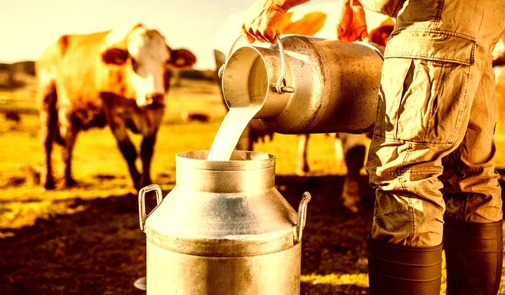 When Science and Cows Collide: The Bizarre Tale of Human Insulin Milk