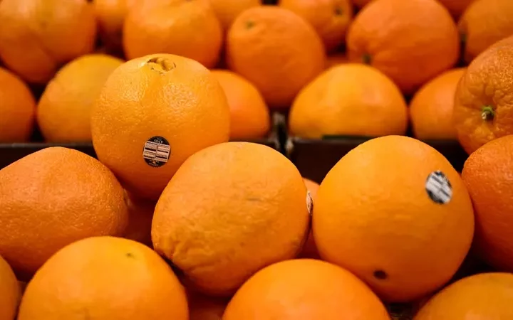 As Orange Juice Prices Sour, Producers Ponder Fruitful Alternatives