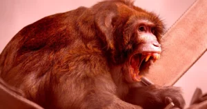 Monkey Mayhem: Neuralink Employee Sues Over Viral Lab Attack
