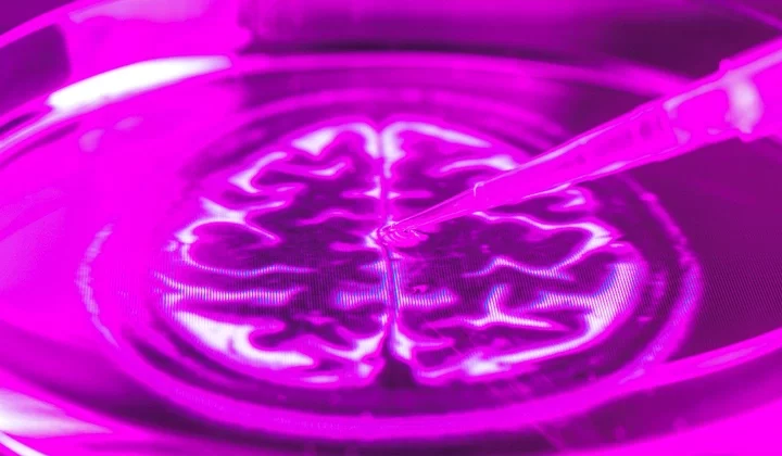 Brains in a Jar: The Quest for Consciousness in the Lab