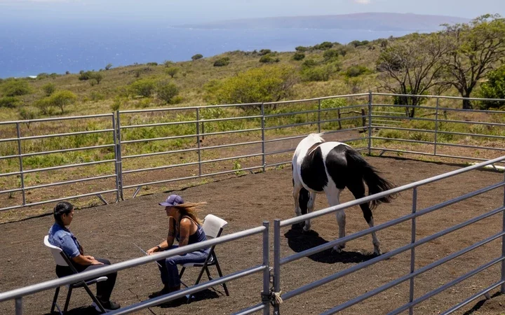 Healing Hooves: How Spirit Horse Ranch Aids Maui Wildfire Survivors