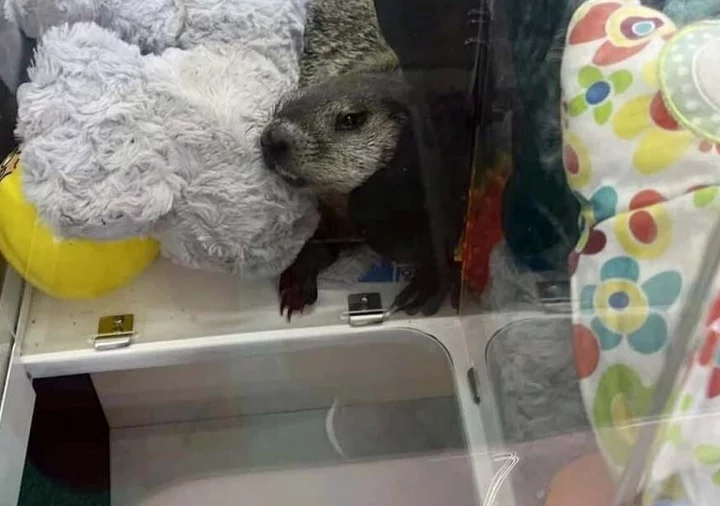 Arcade Surprise: "Colonel Custard" the Groundhog Found in Pennsylvania Shop Game