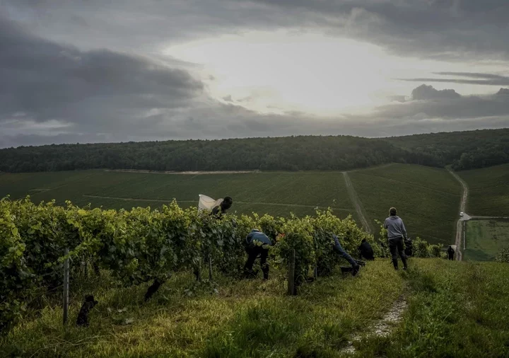 Chablis Wine Crisis: Climate Change and Disease Devastate 2024 Harvest