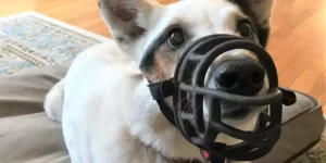 Dog Muzzles: Essential Safety Tools for Responsible Pet Owners